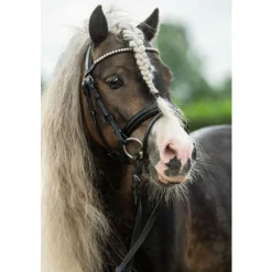 Diamond Hodelag til Shetland Ponni
