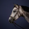Dyon Hackamore hodelag NE Collection