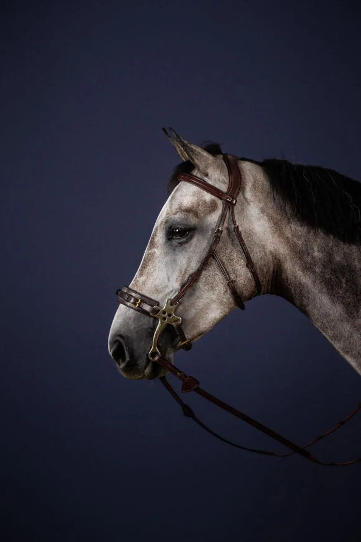 Dyon Hackamore hodelag NE Collection