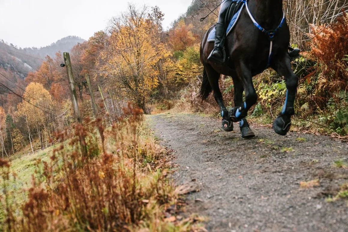 Equine Fusion Active Jogging Shoe