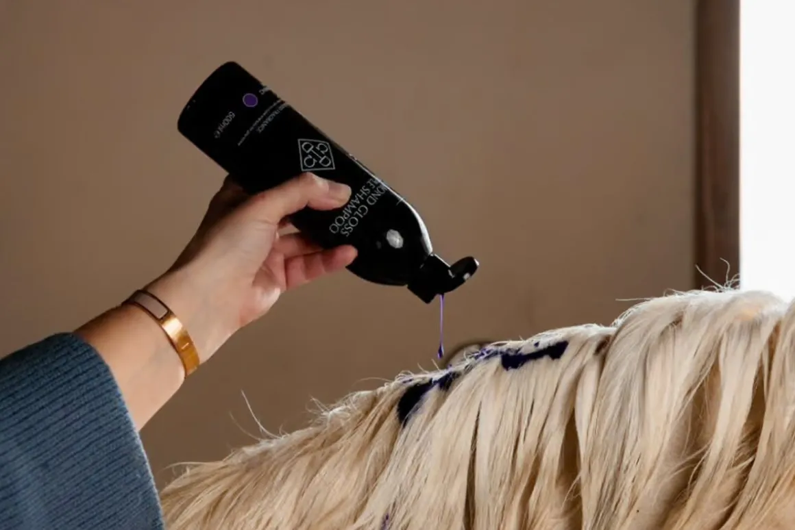 Grooming Deluxe Almond Gloss Purple Shampo