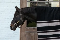 Kentucky Heavy Fleece Square