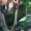 Kentucky Hingstekjede
