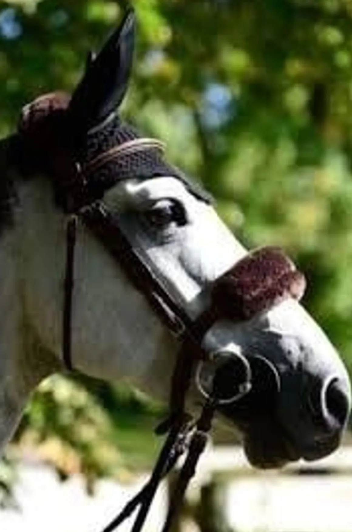 Kentucky lammeskinn beskytter- Flere Farger