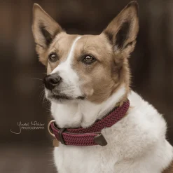 Kentucky Plaited Nylon Dog Collar