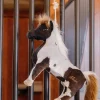 Kentucky Relax Toy Alvin