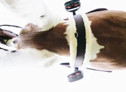 Kentucky Sheepskin Gjord