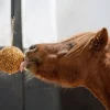 Likit Granola Stall ball