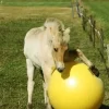 Maximus lekeball 100cm