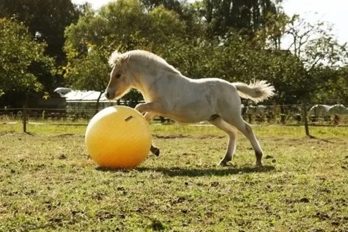 Maximus lekeball 100cm