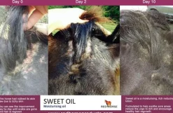 Sweet Oil Refill - 2500ml