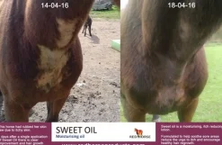 Sweet Oil Refill - 2500ml
