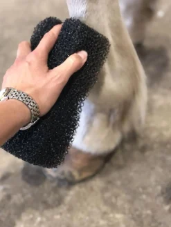Tiger's Tounge